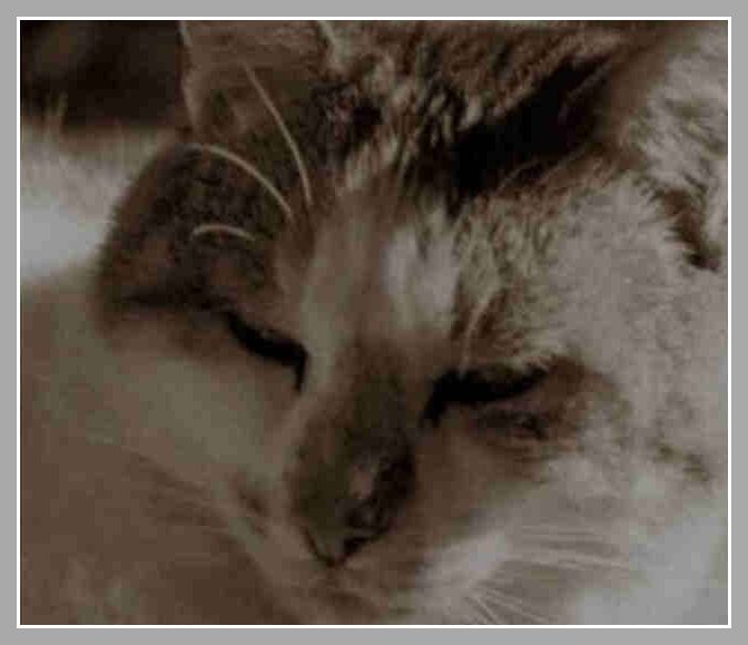 The awesomest cat ever